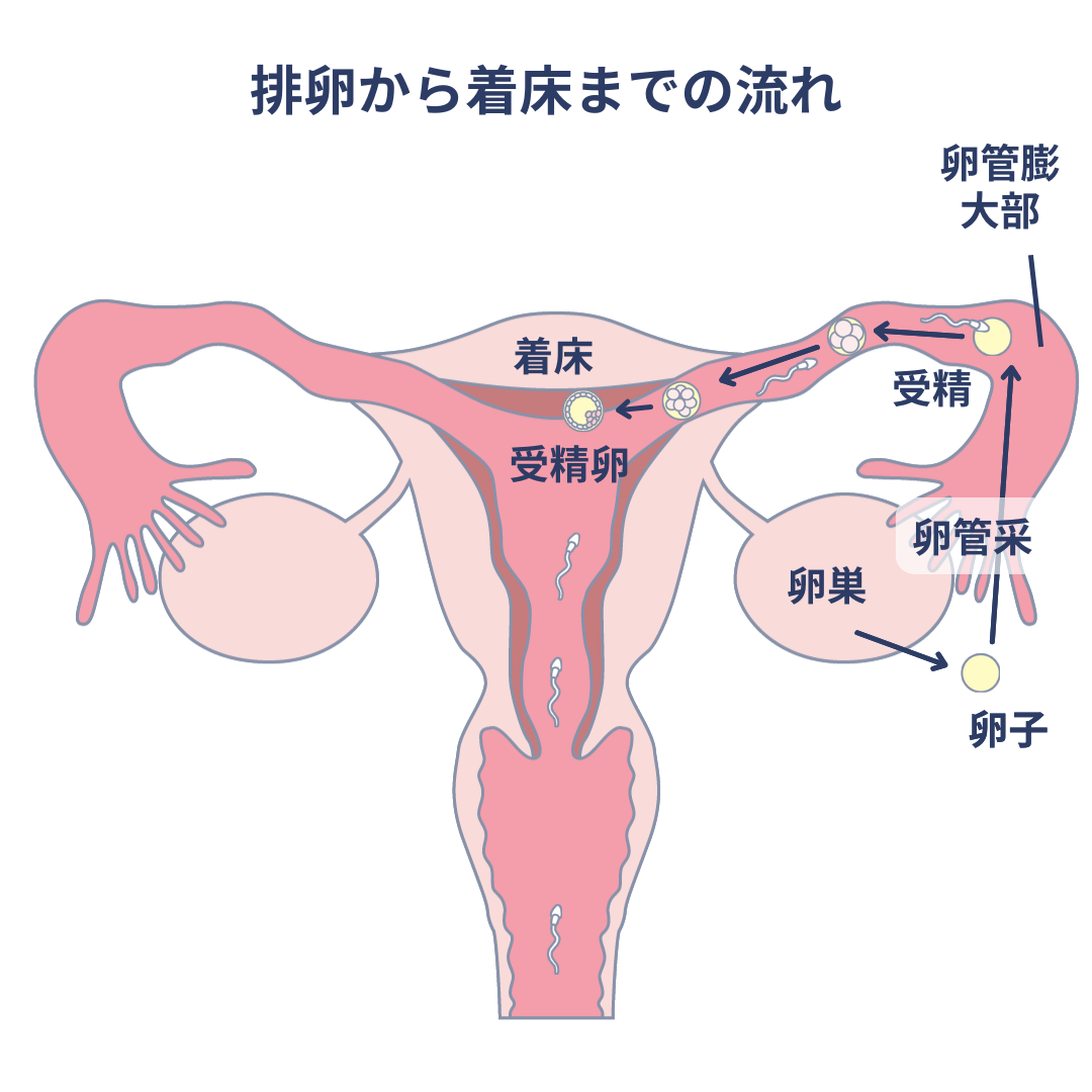 排卵から着床までの流れ