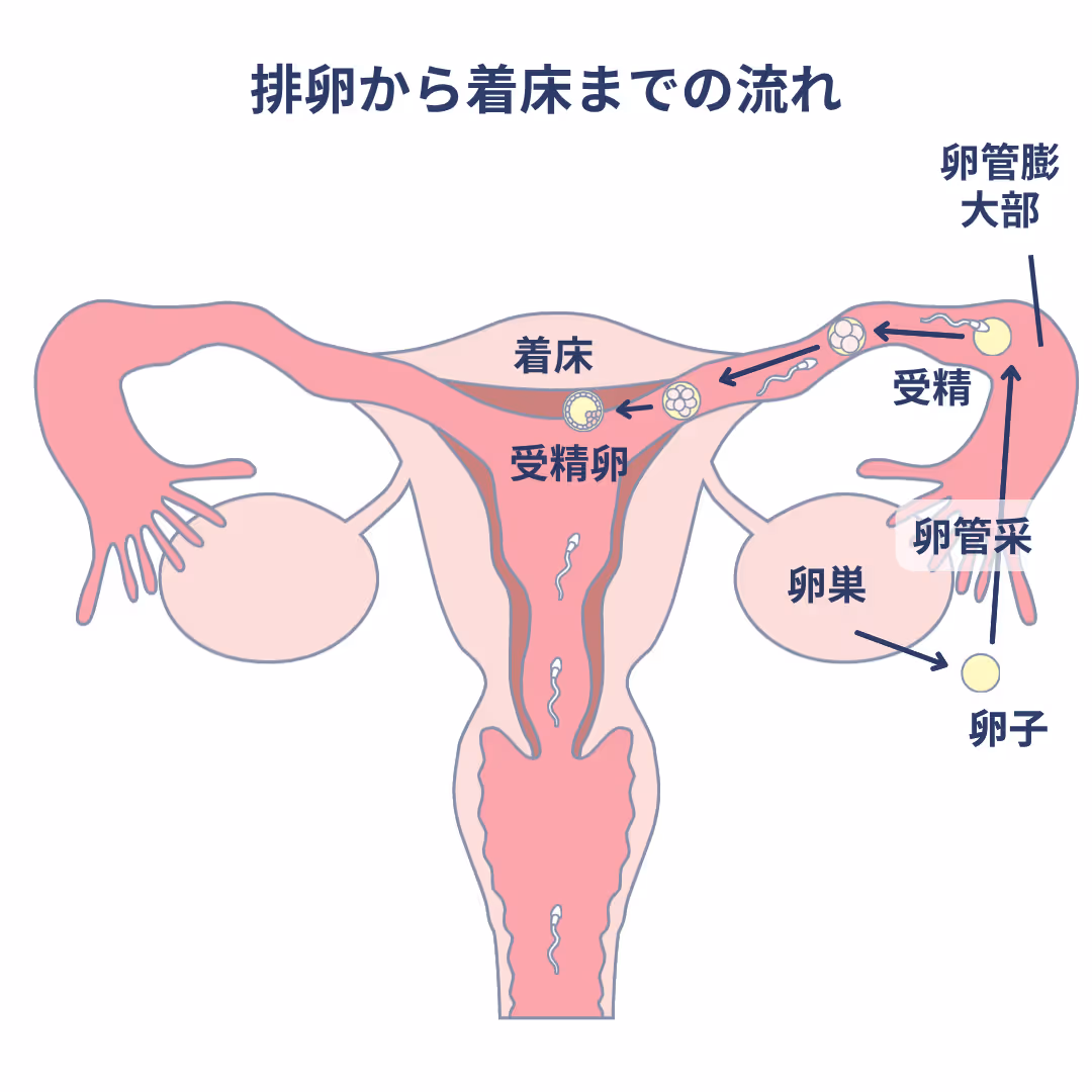 排卵から着床までの流れ