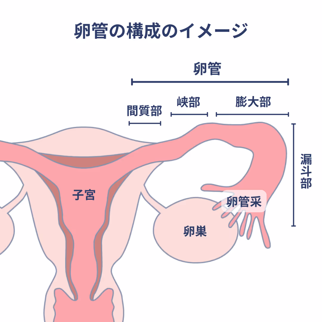 卵管の構造のイメージ
