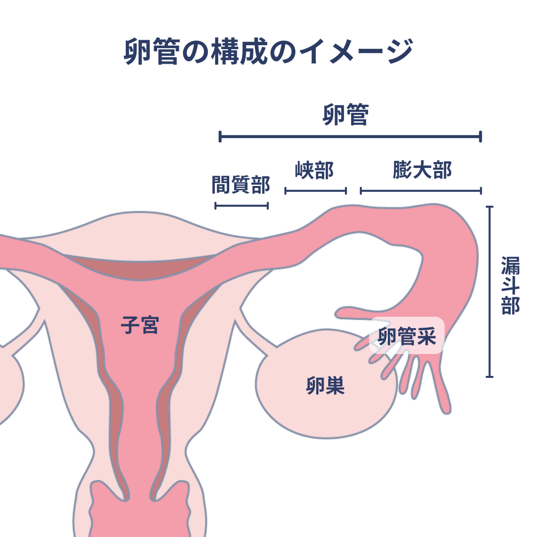 卵管の構造のイメージ
