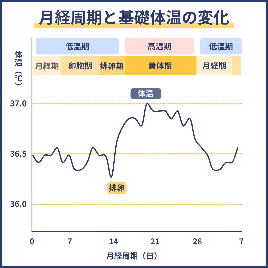 月経周期と基礎体温の変化