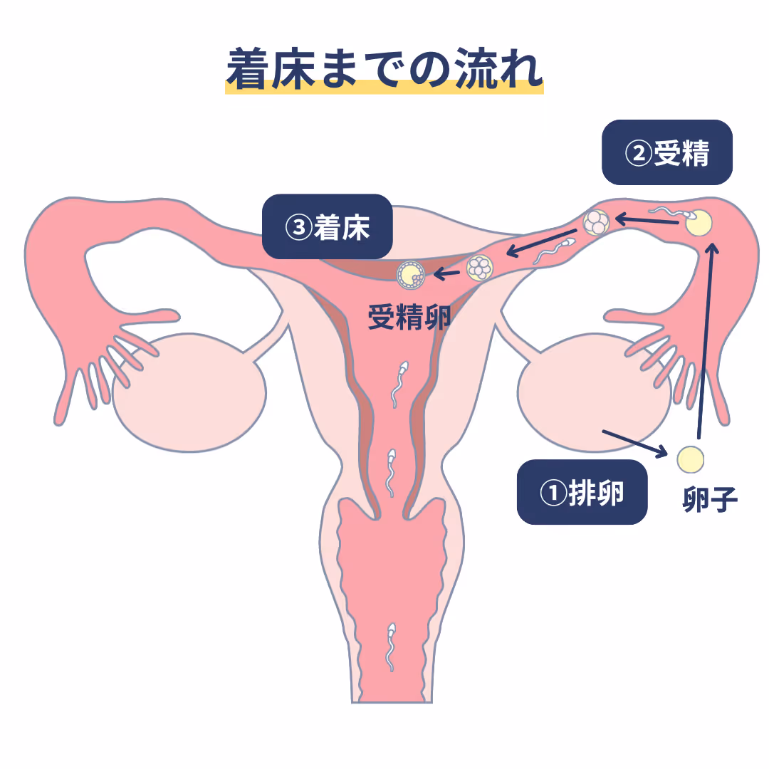 着床までの流れ