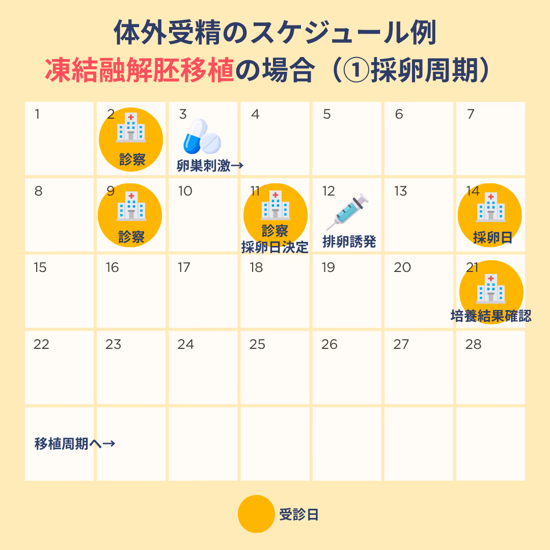 凍結融解胚移植の体外受精のスケジュール例①