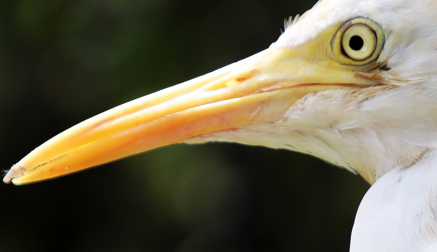 $*BEAK AND A STARE* Kuala Lumpur, 2022
