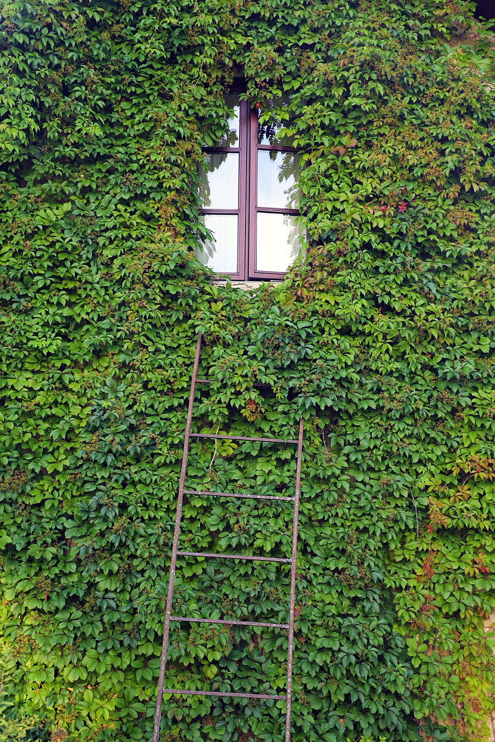 $*UNDER THE IVY* Kārļi, 2025