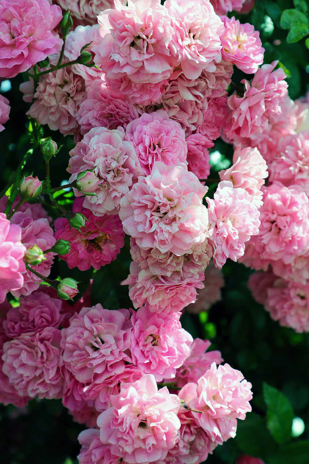 $*CRIMSON DAMASK* Pilsrundāle, 2025