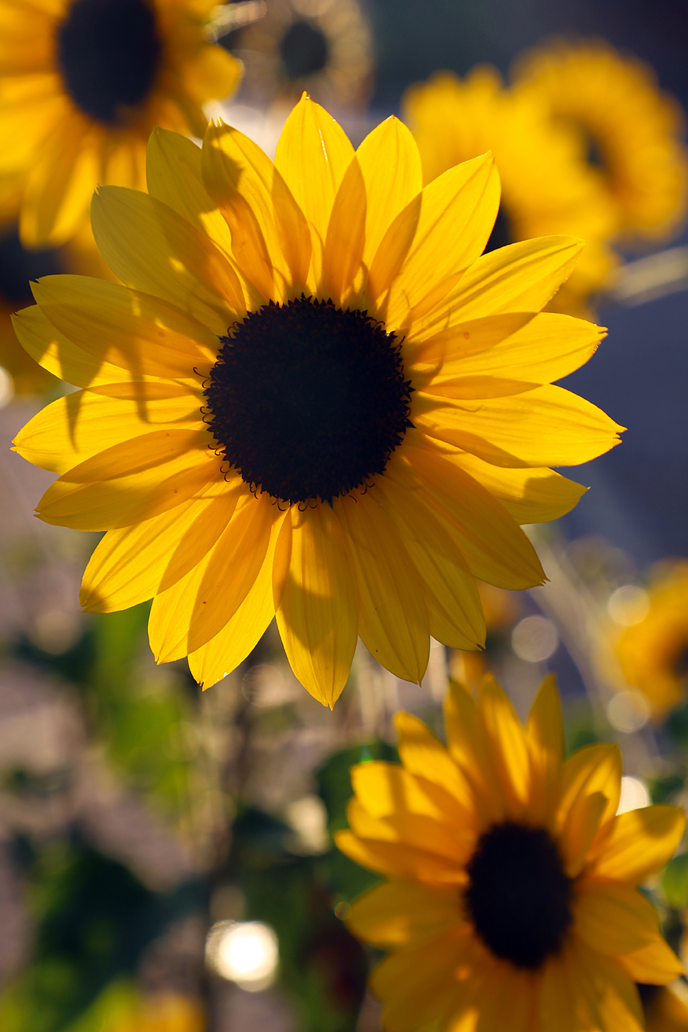 $*RAYS* Cēsis, 2025