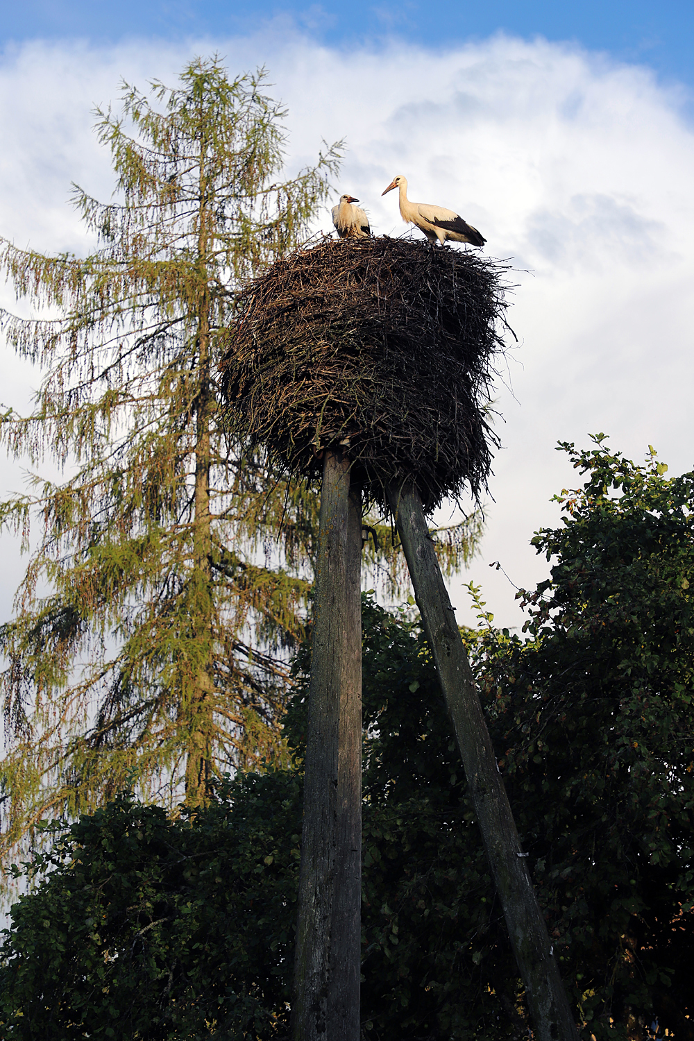 $*NESTING WHITE STORKS* Kārļi, 2025