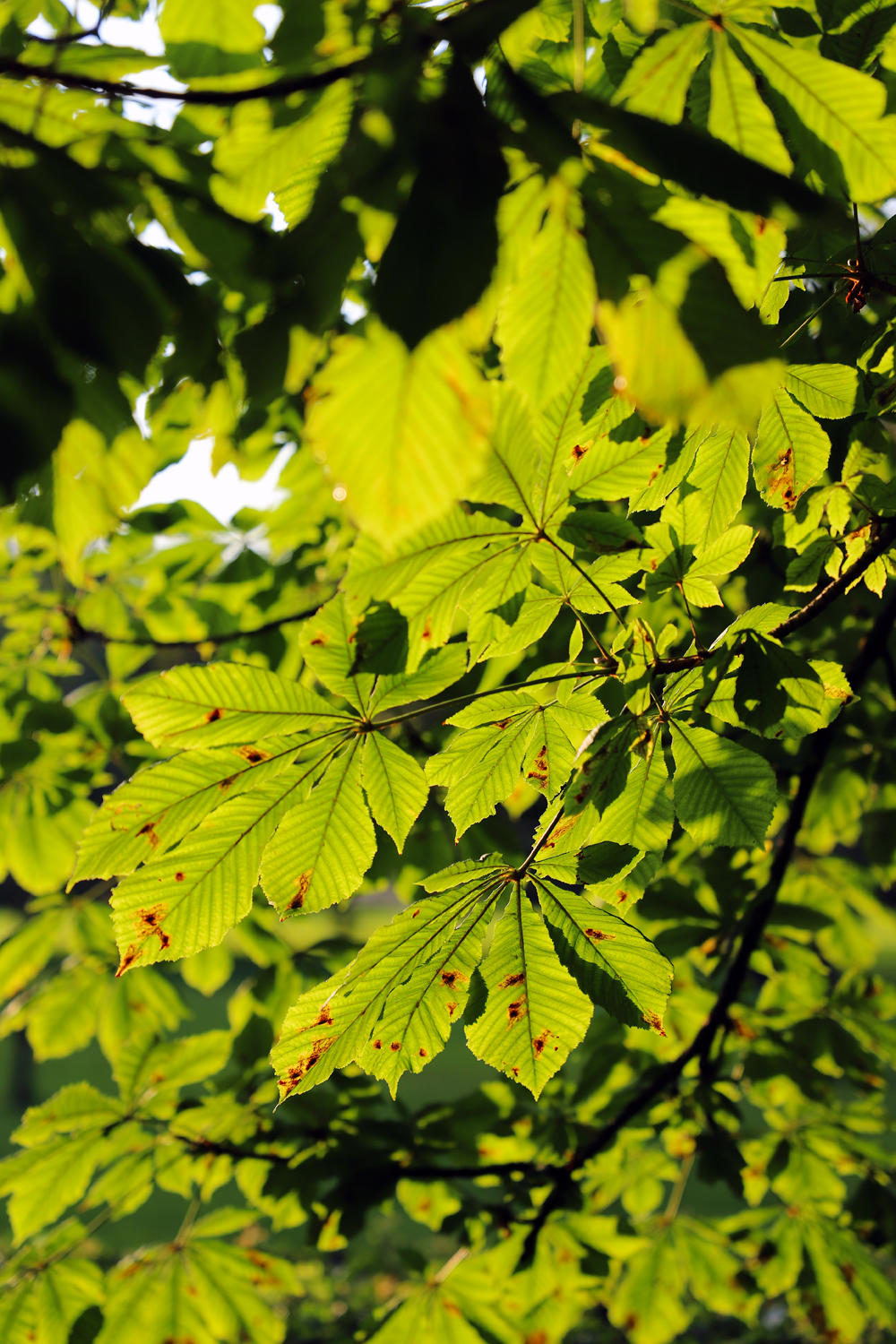 $*CHESTNUT FILTER* Pilsrundāle, 2025