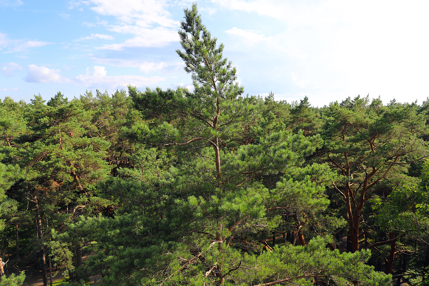 $*TREE OF NEEDLES* Jūrmala, 2025
