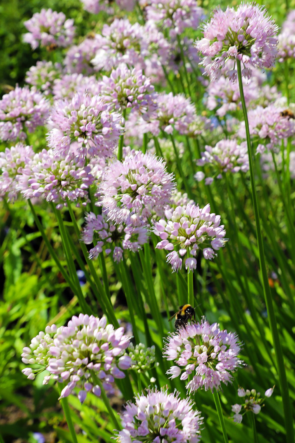 $*WAVES OF ALLIA* Pilsrundāle, 2025