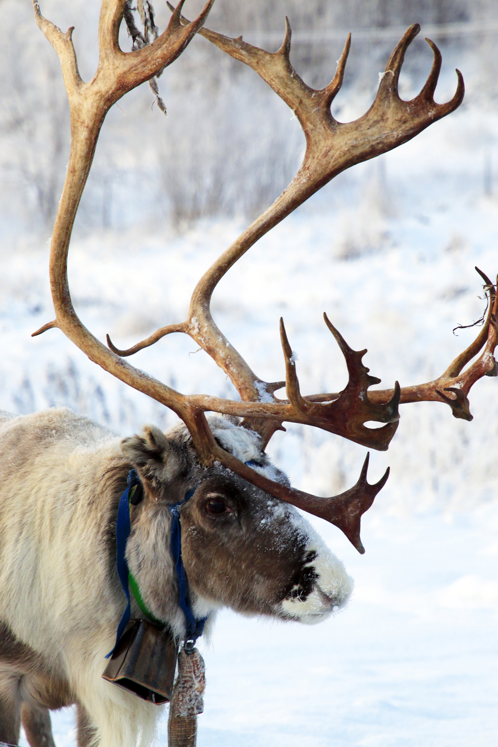 $*Heargi* Máze, 2025