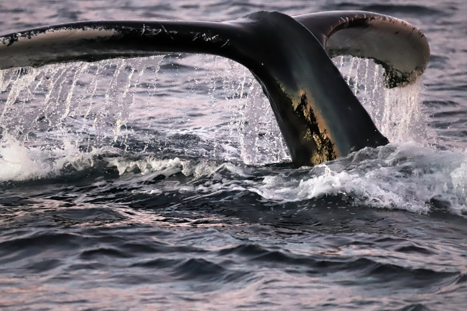 $*Tall Tails* Altafjord, 2025