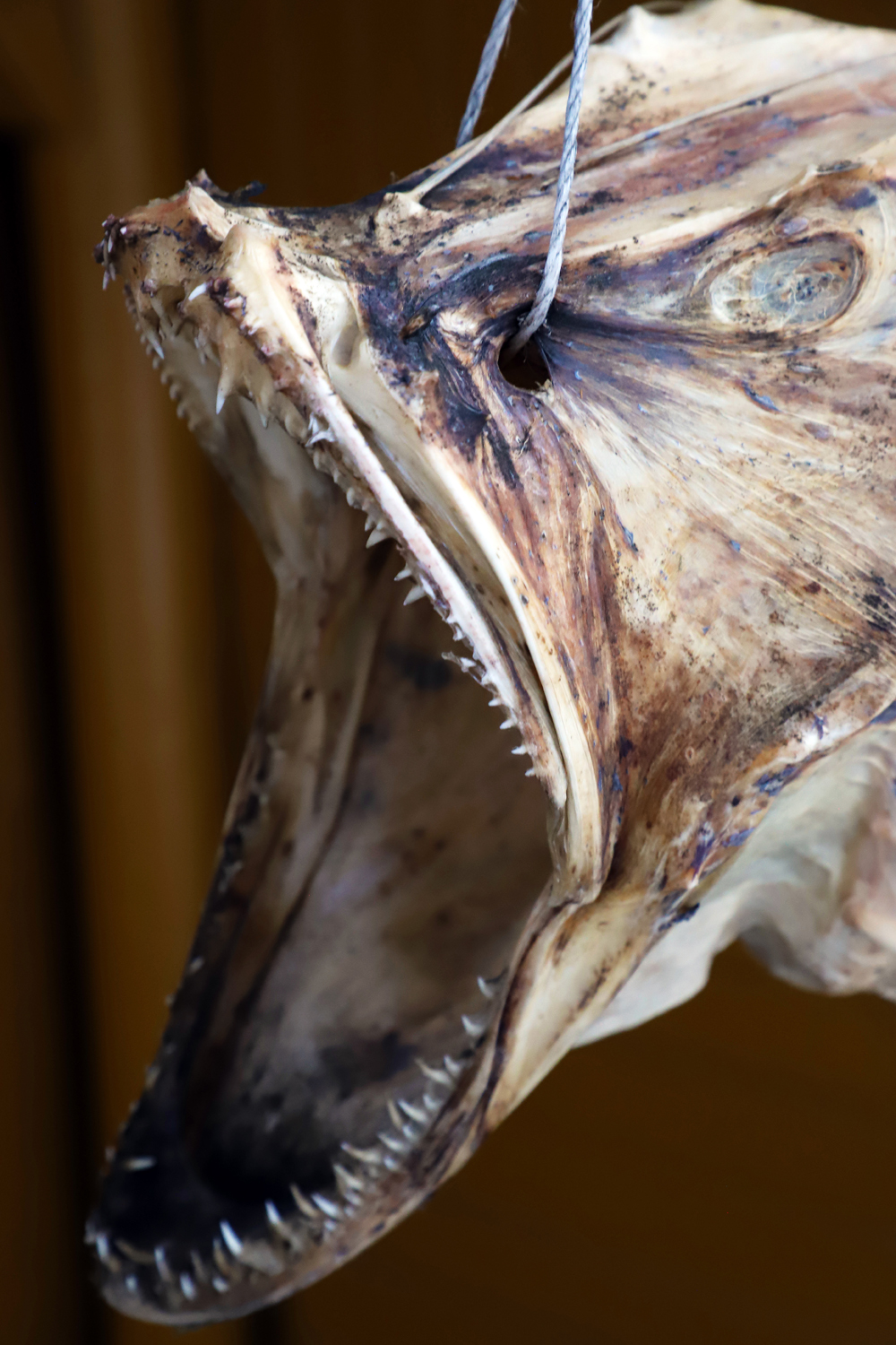 $*Sea Devil* Nusfjord, 2025