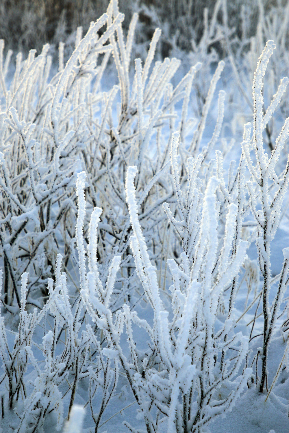 $*Frør* Máze, 2025