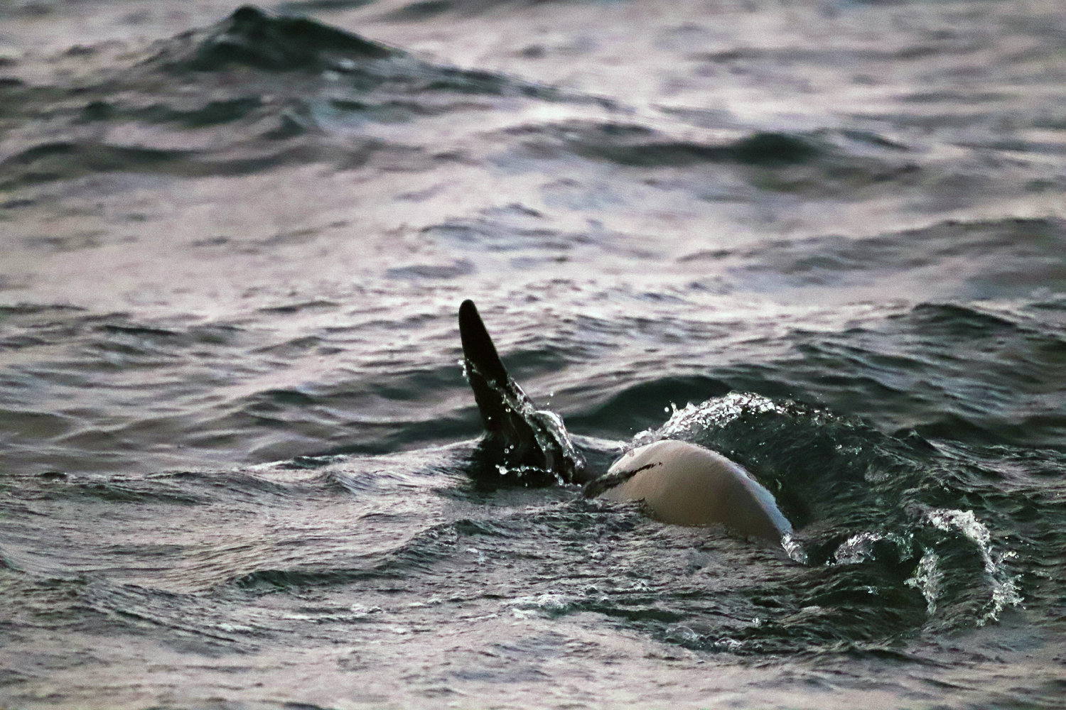 $*Vagn* Altafjord, 2025