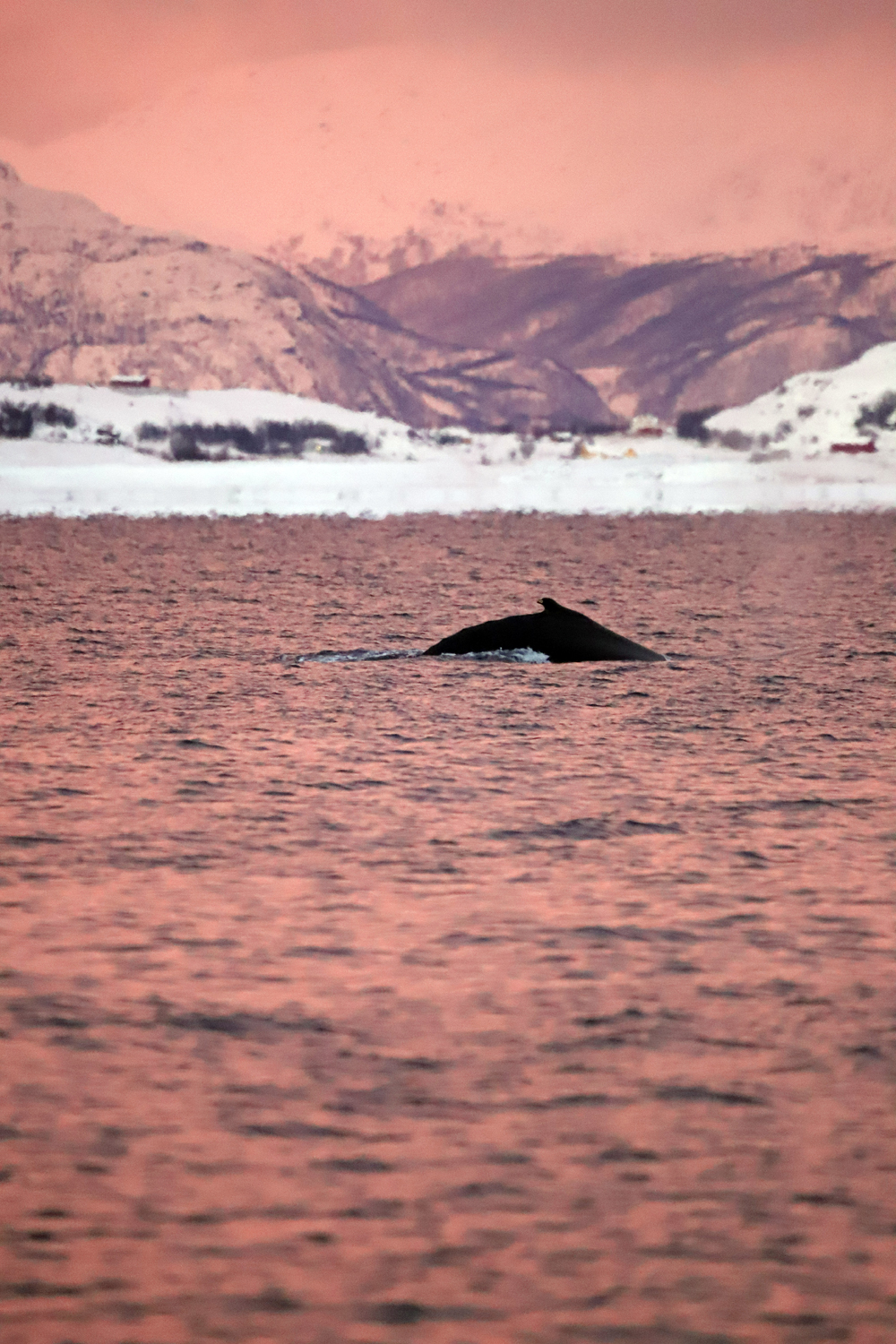 $*Minke* Altafjord, 2025