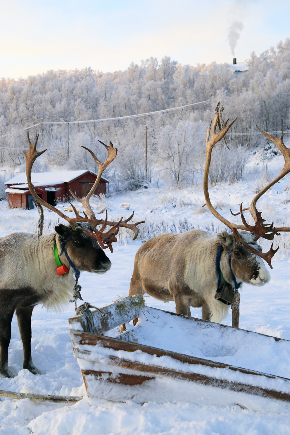 $*Torden And Lyn* Máze, 2025