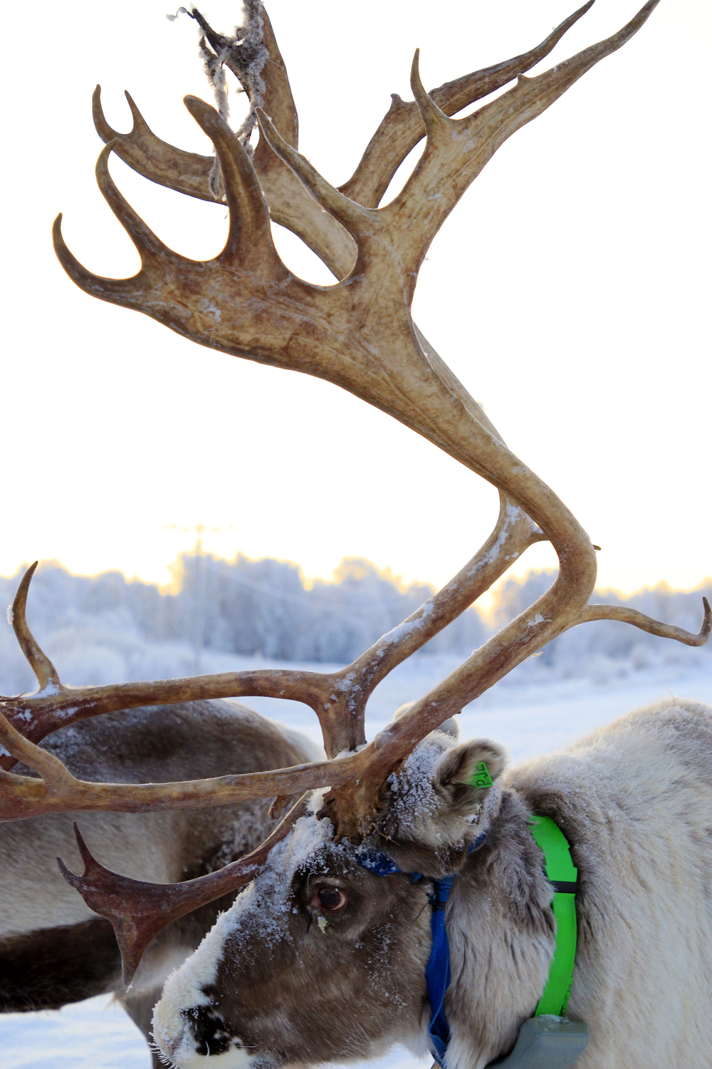 $*Čoarvvit* Máze, 2025