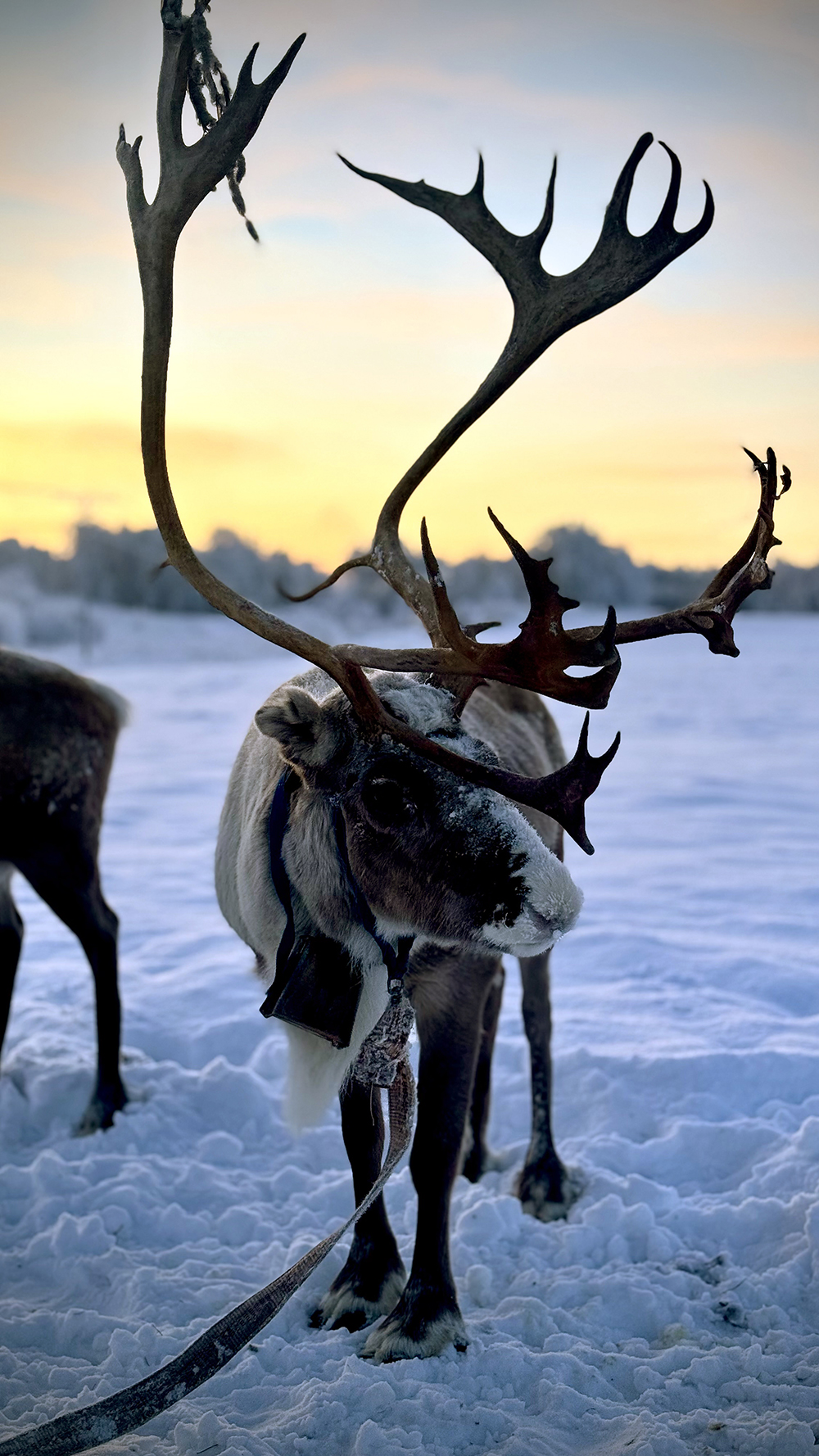 $*Myandash* Máze, 2025