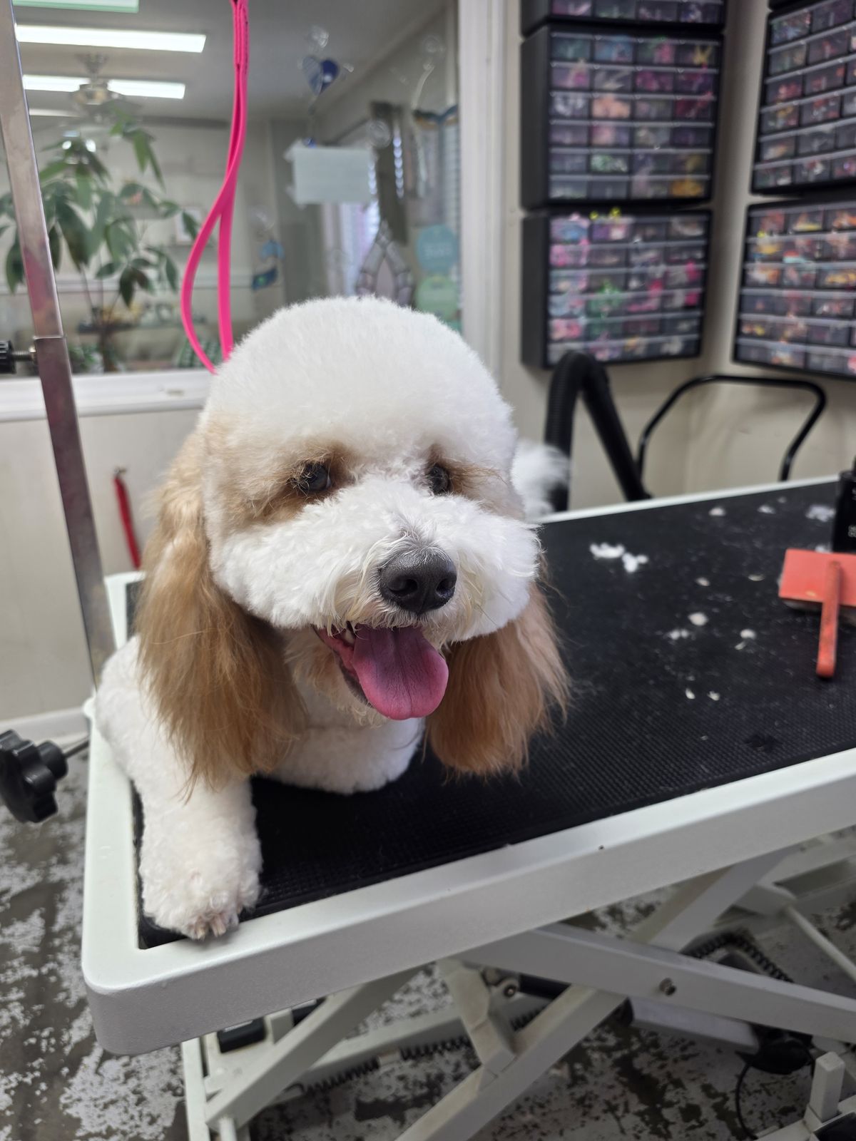 Grooming & Boarding Cottage