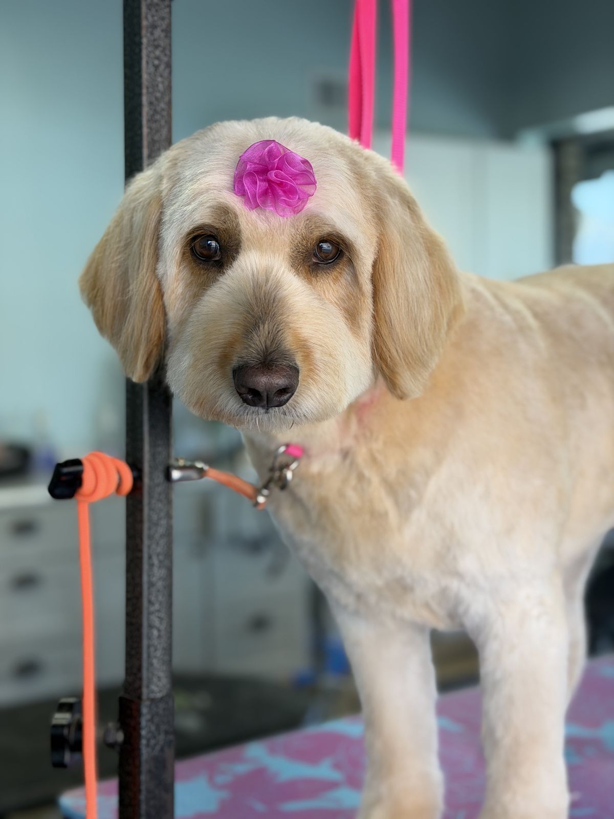 Keystone Pet Place Mount Joy