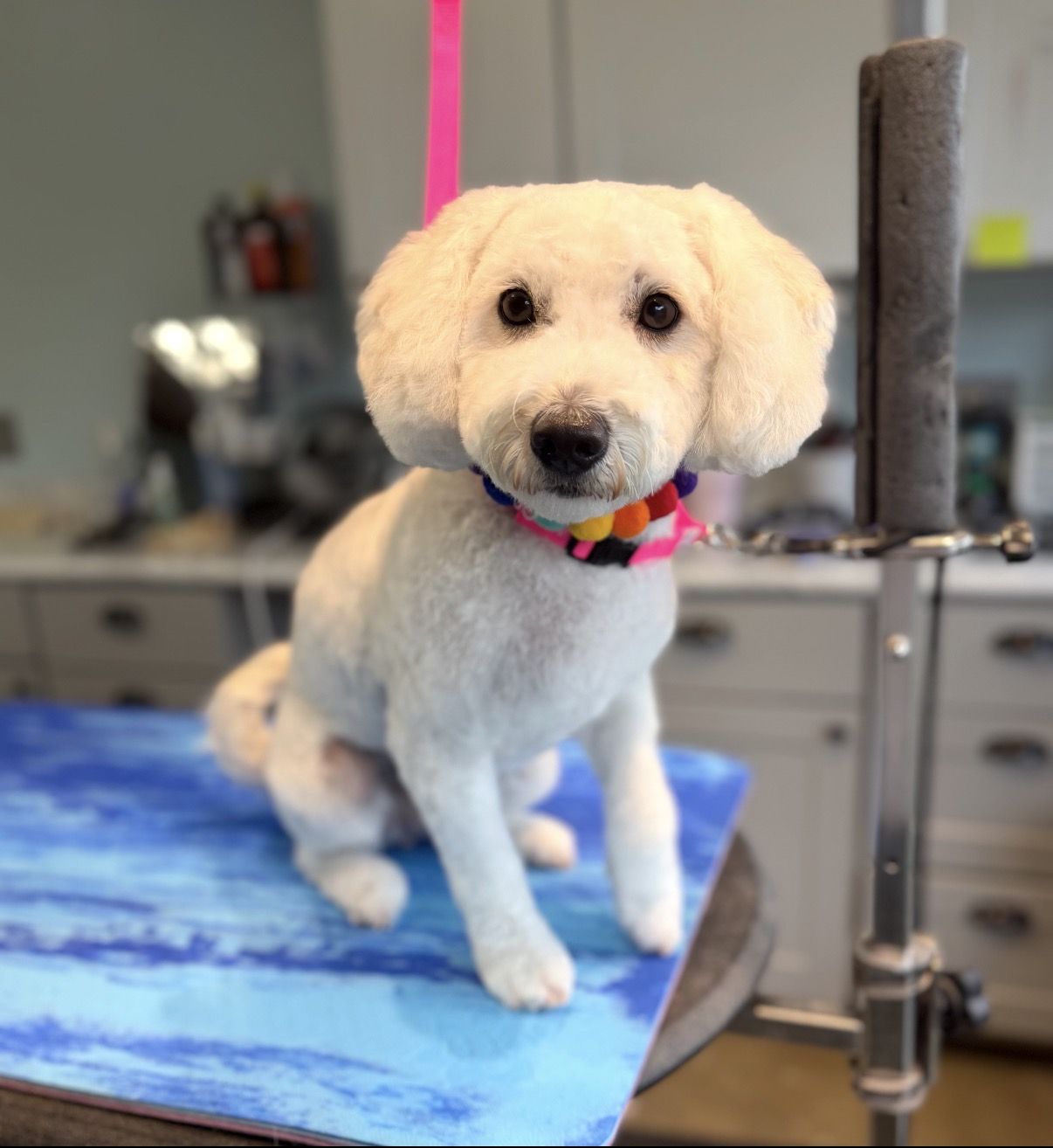 Keystone Pet Place Mount Joy