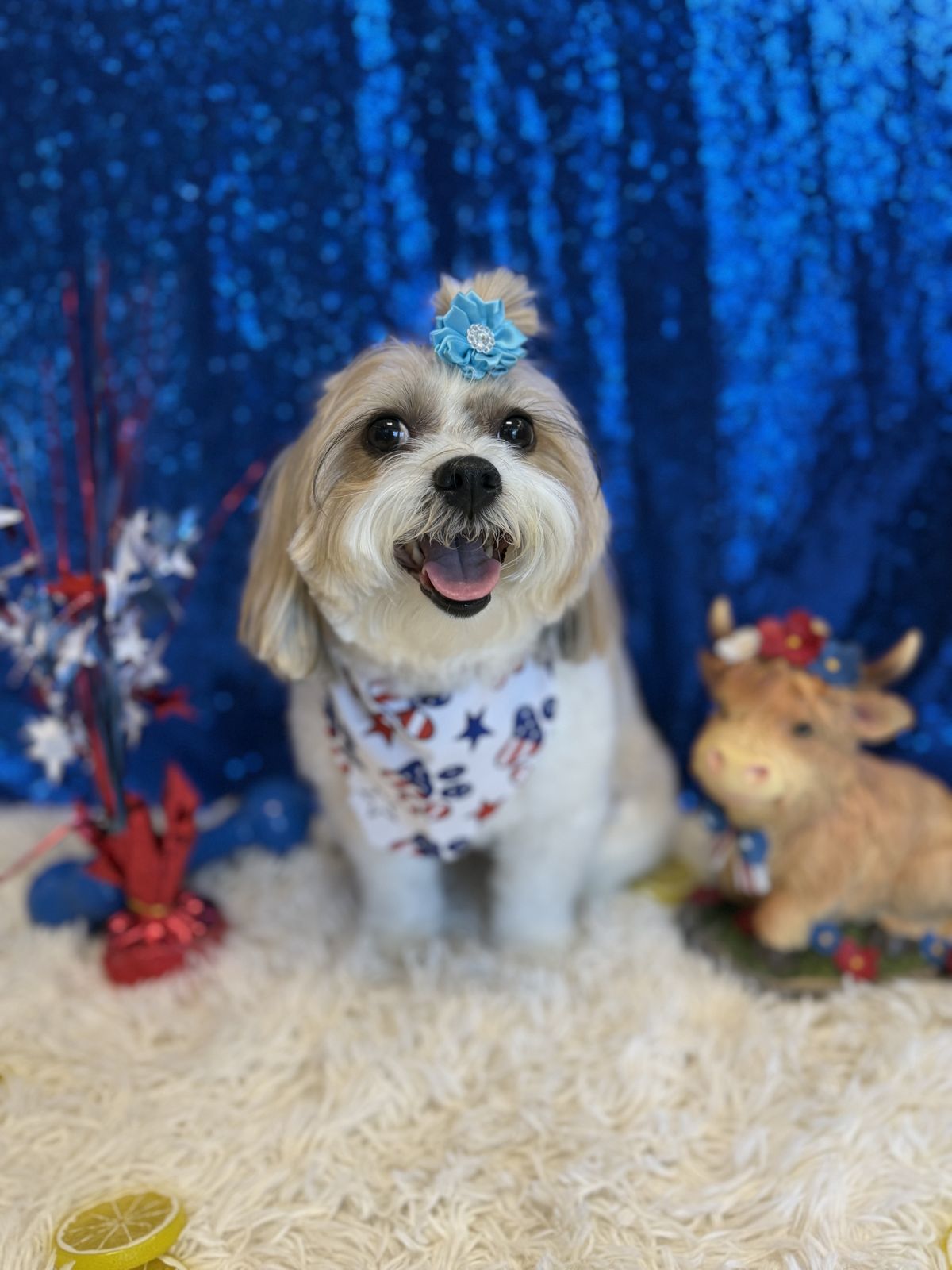 Pooch Parlor NY