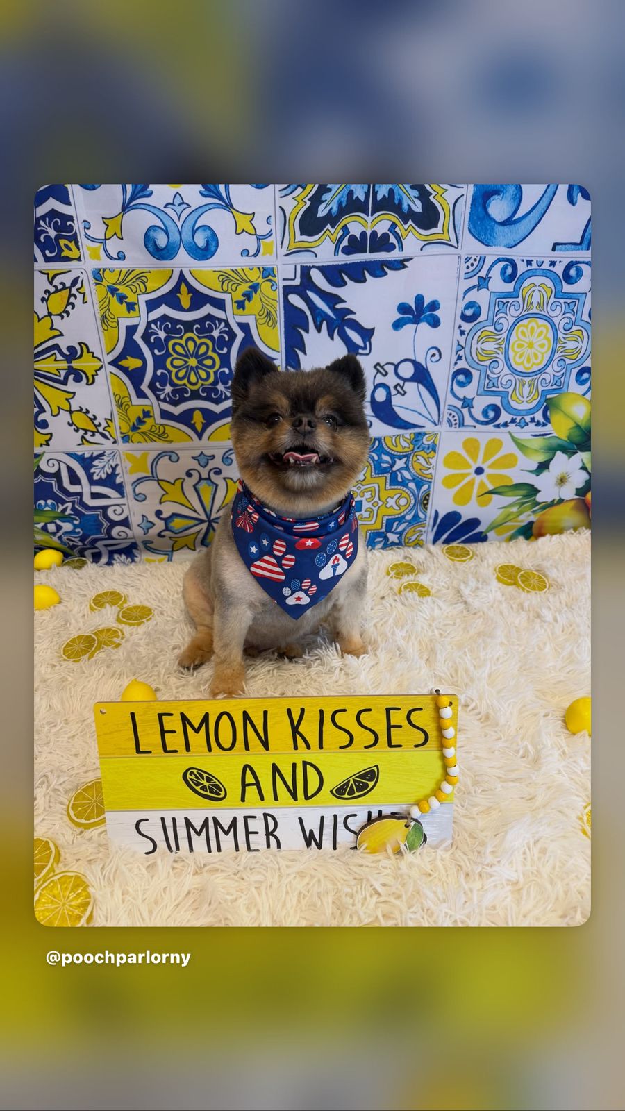 Pooch Parlor NY