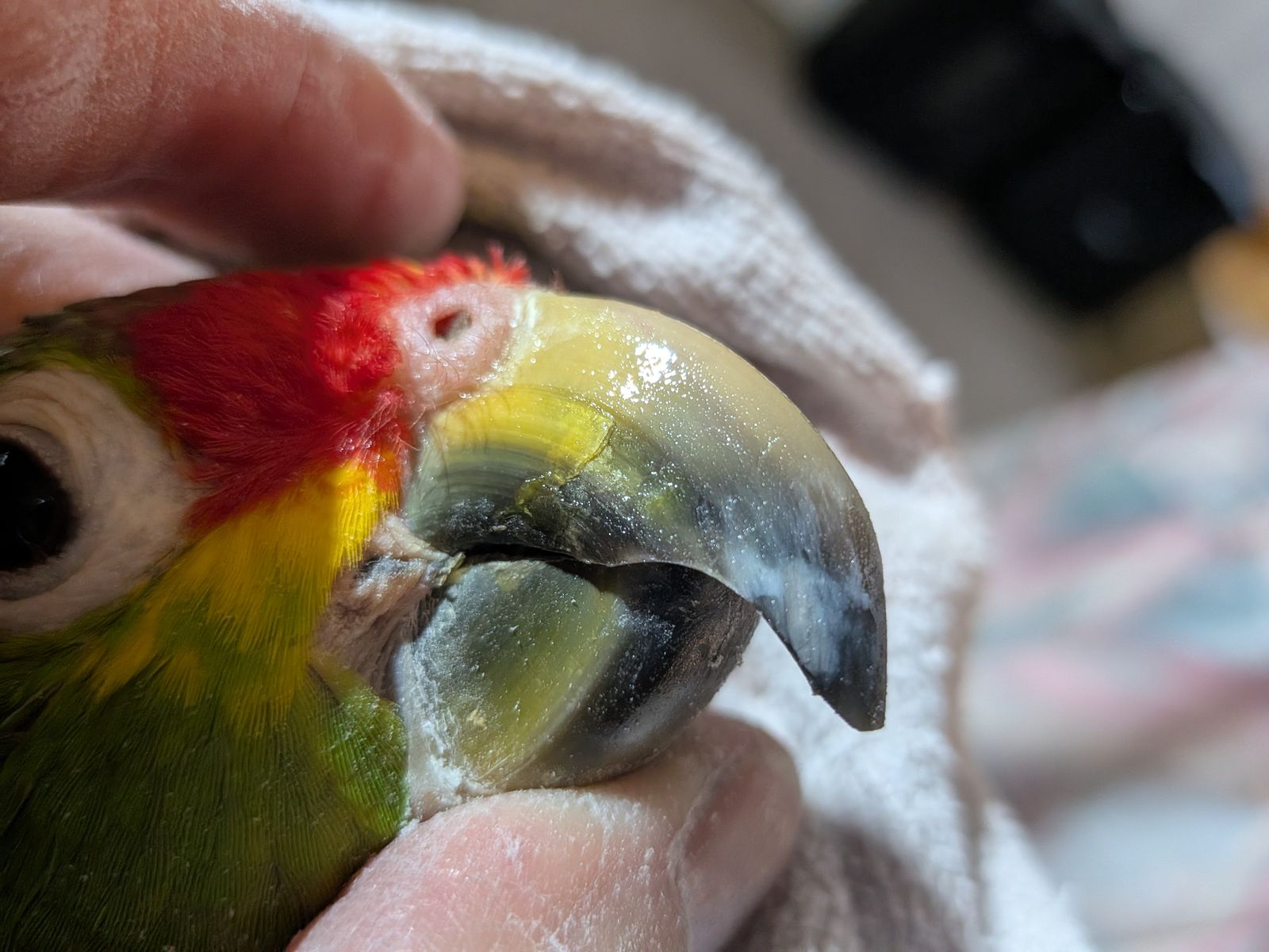 Mobile Bird Grooming