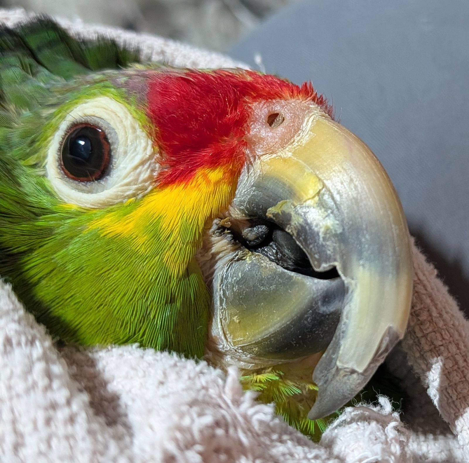 Mobile Bird Grooming
