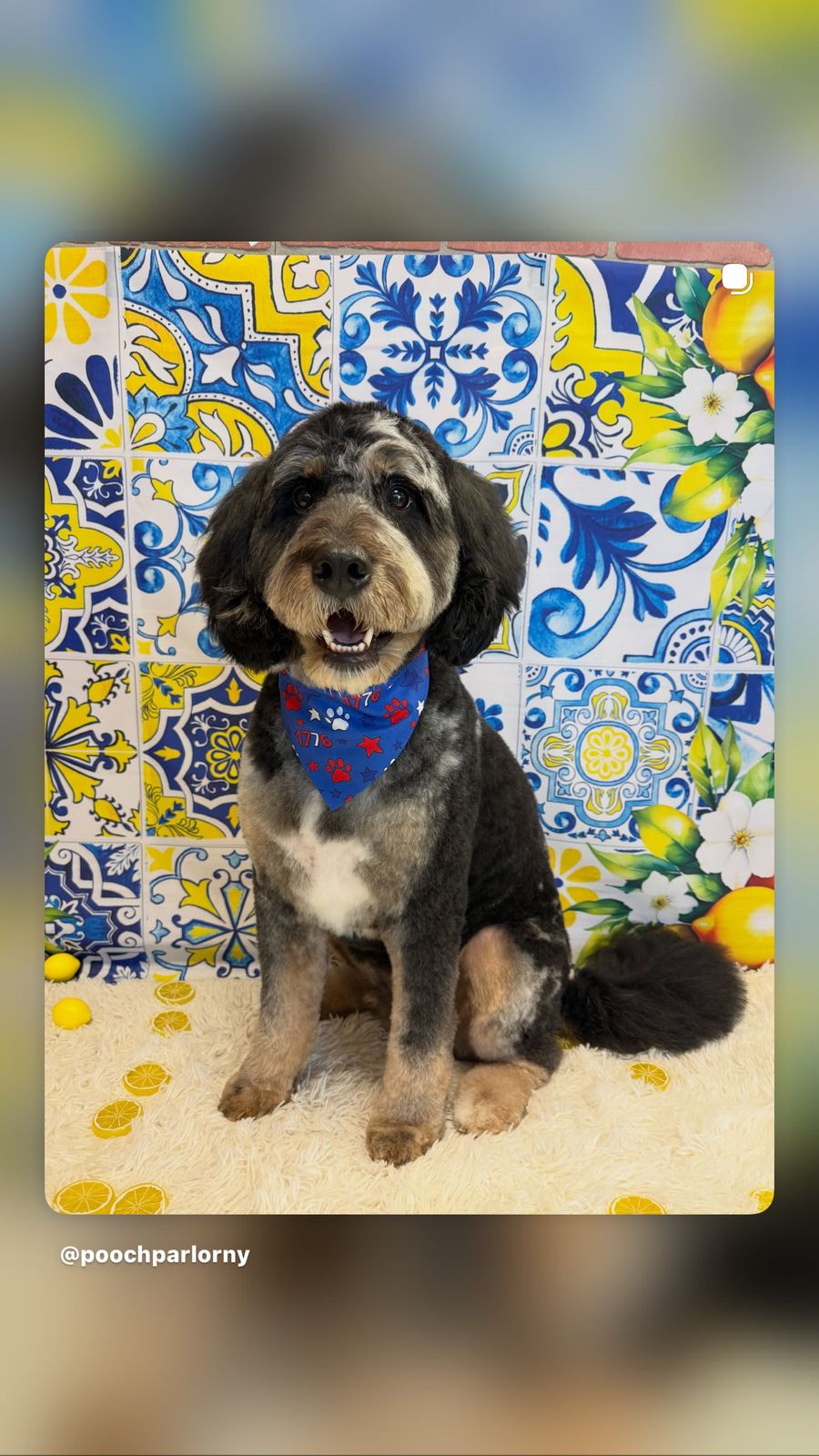 Pooch Parlor NY