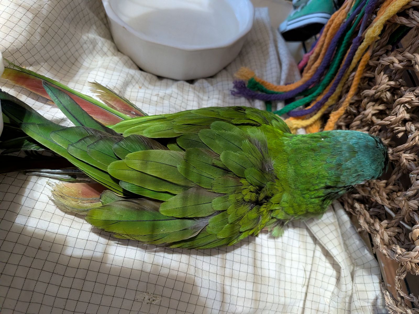 Mobile Bird Grooming