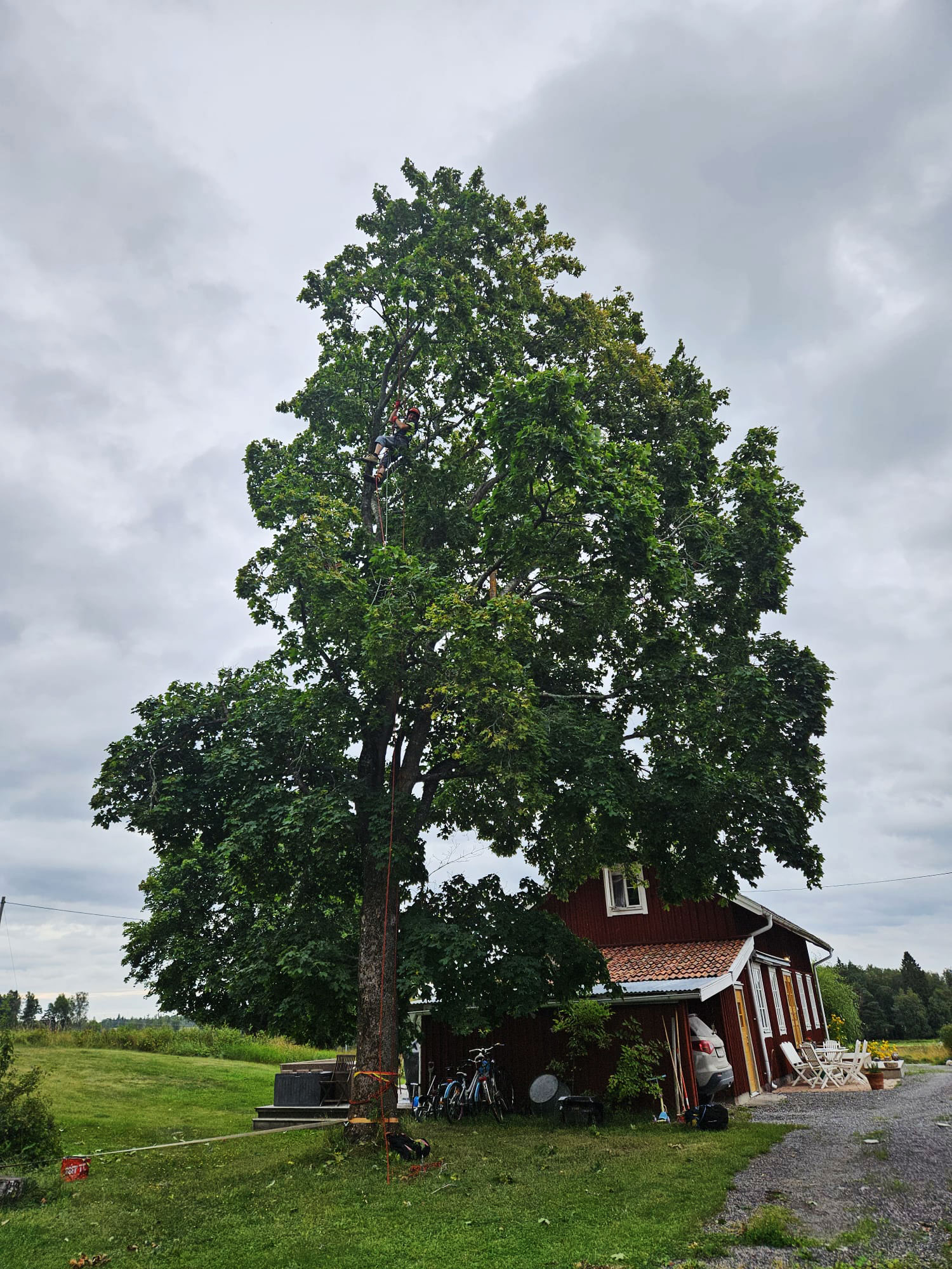 Trädfällning i Södertälje