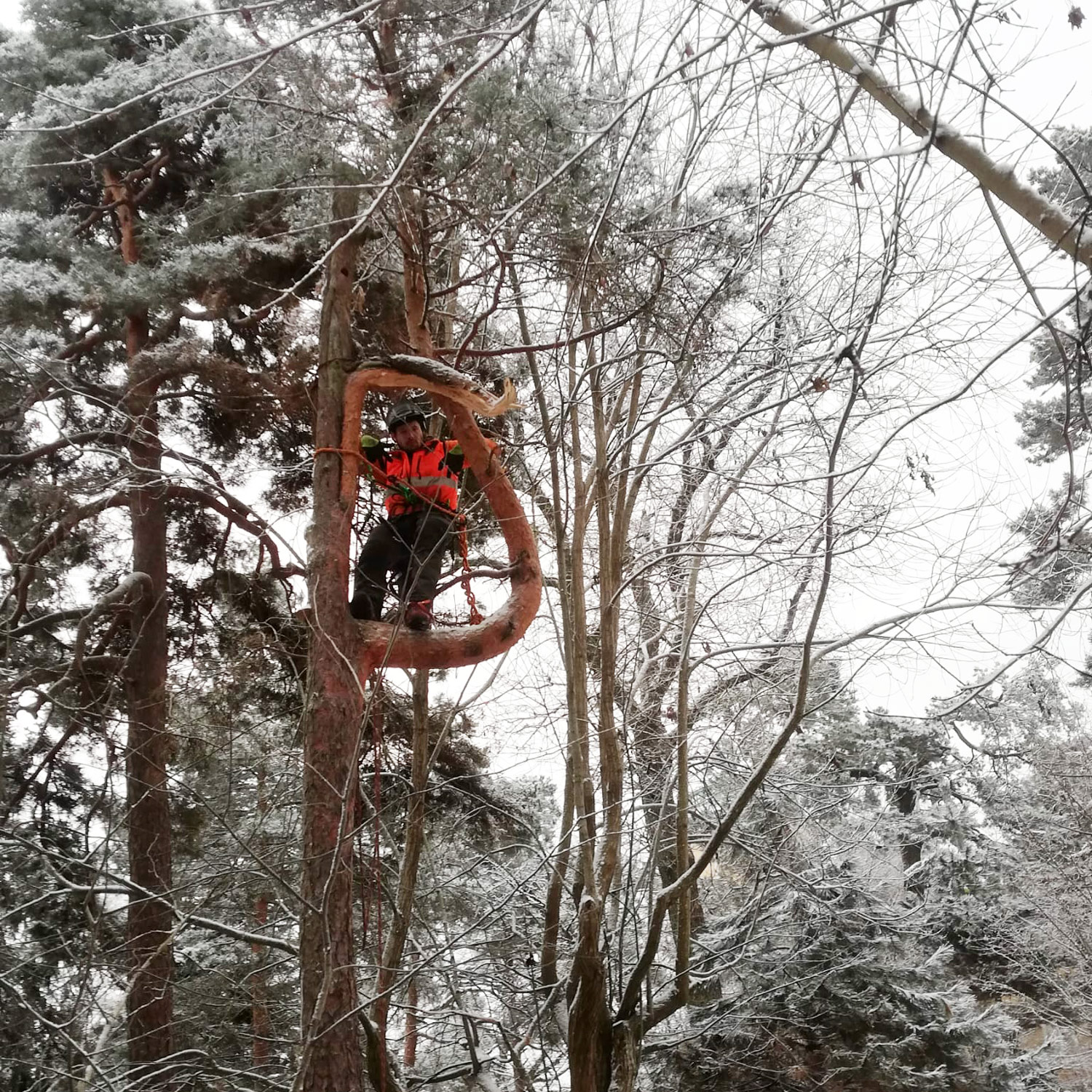 Trädfällning i Nynäshamn