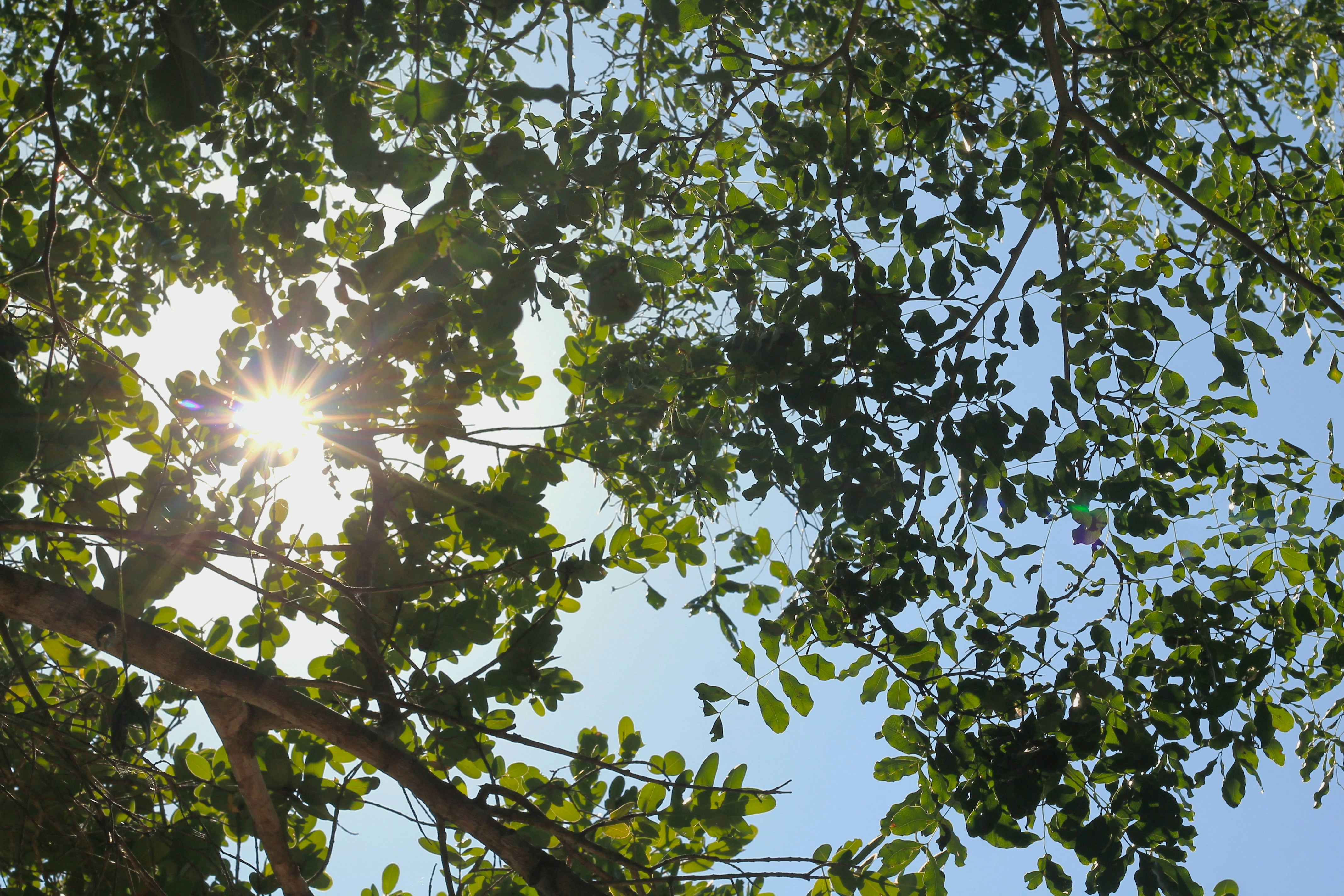 Beat the Heat: Routes With Woodland or Shade