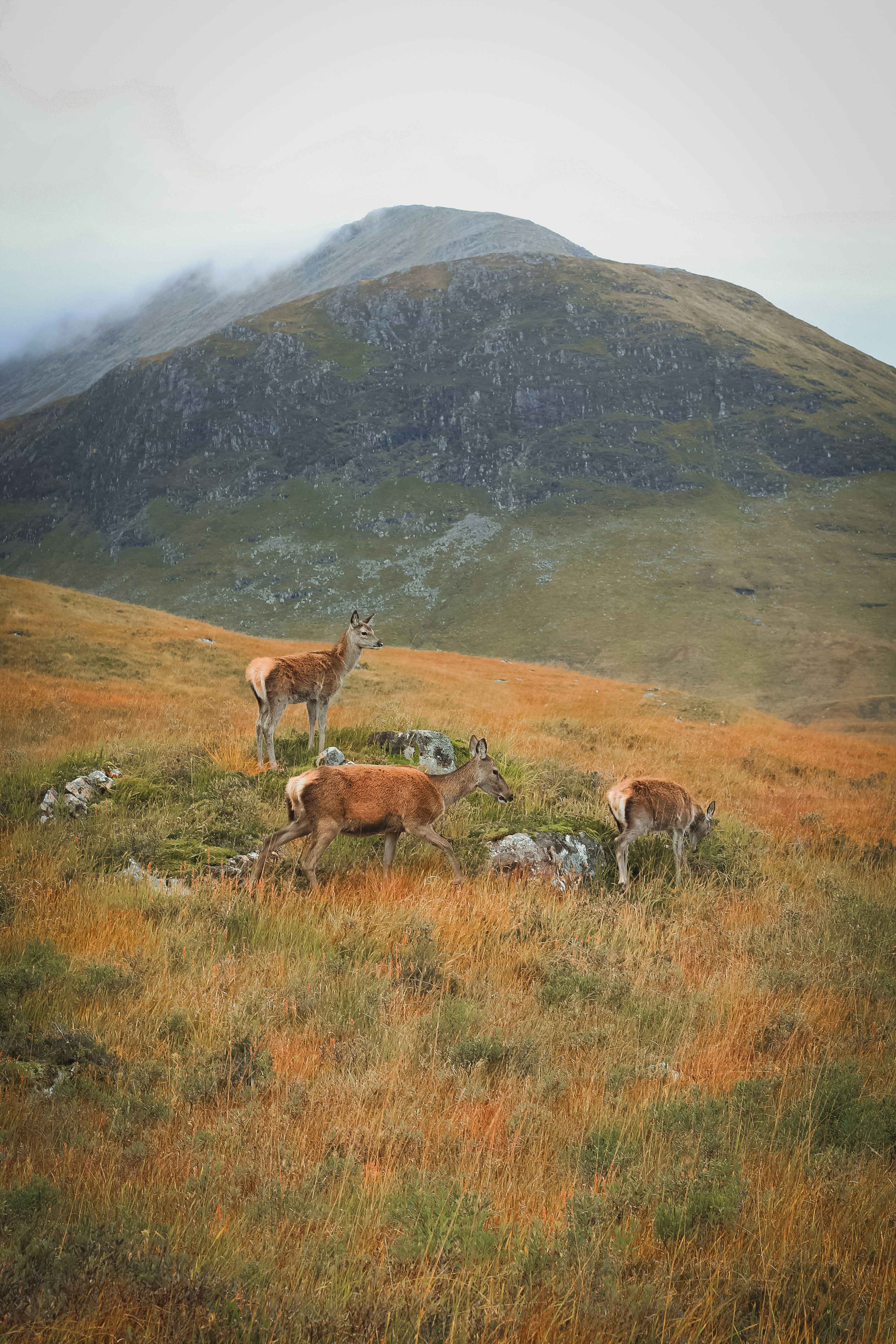 Wildlife to Spot on UK Mountain Walks