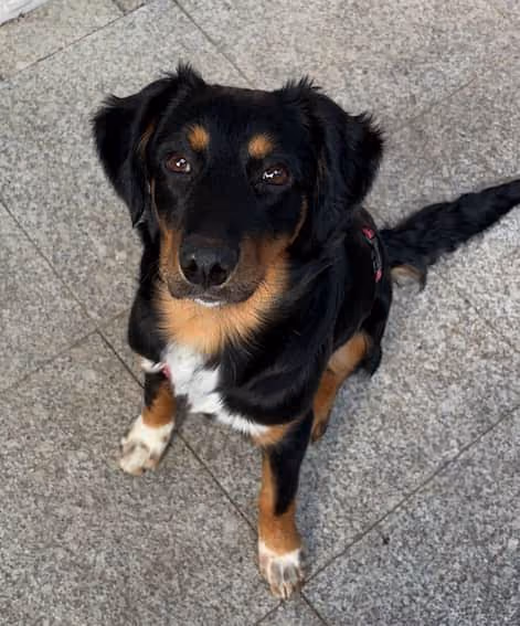 Eddie, der Bürohund von Teeberg