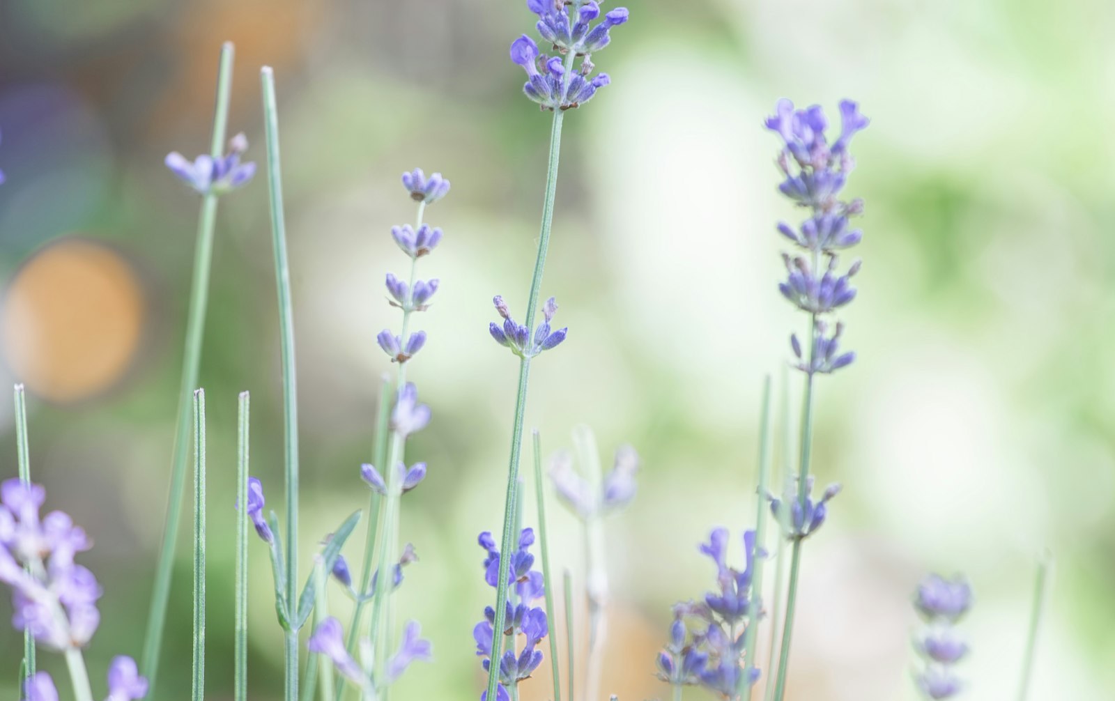 Lavender flowers in soft light