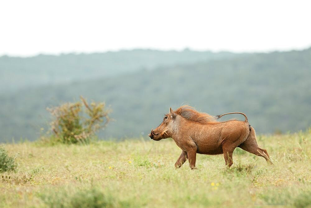 A warthog trotting across open grassland in the Eastern Cape bush