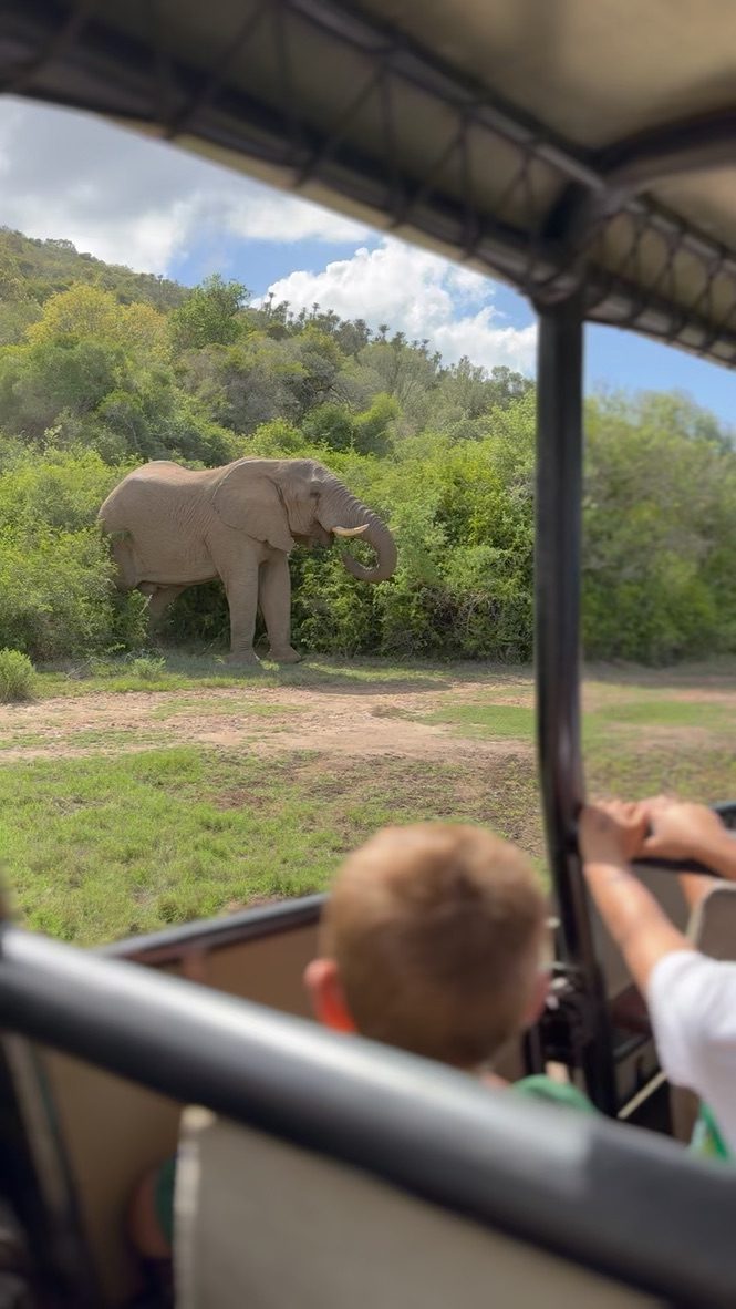 An elephant beside the game drive vehicle