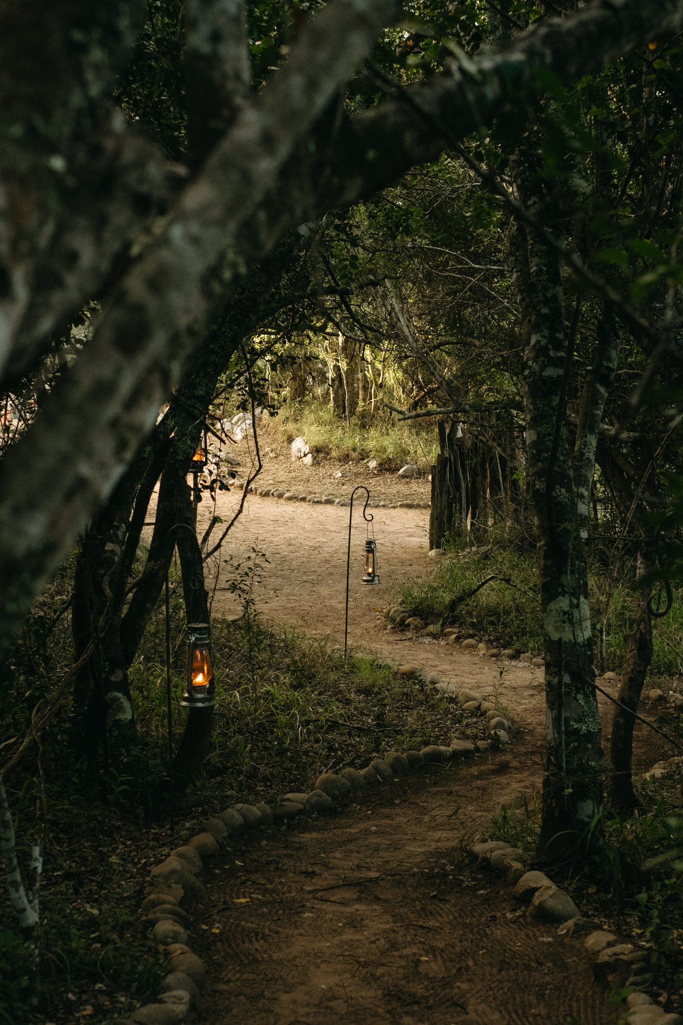 A stone-edged bush path lit by hanging lanterns
