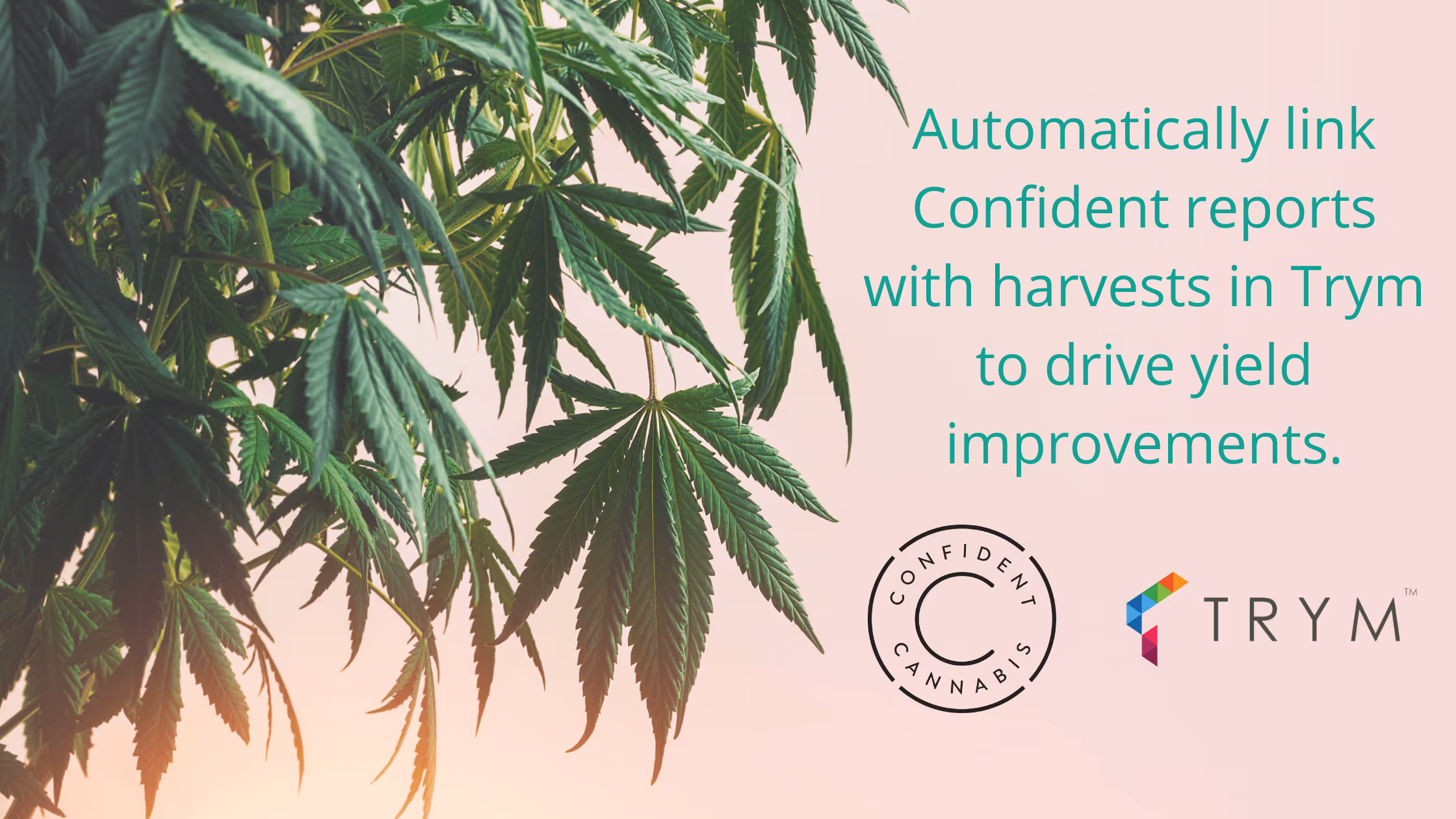 Trym and Confident LIMS Help Growers with New Data Integration