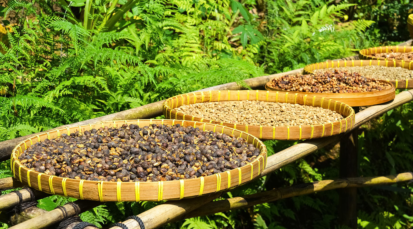 Coffee beans processing