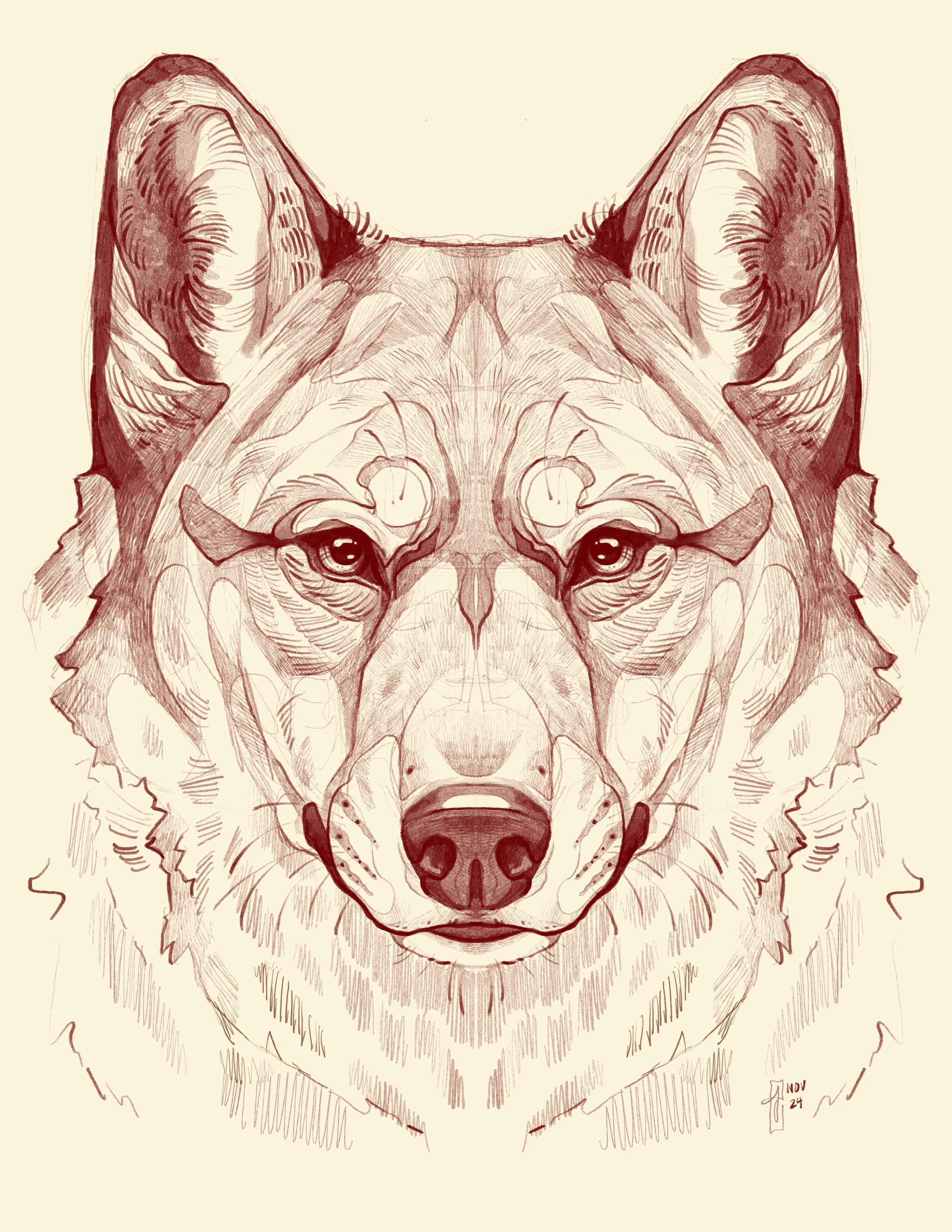 Wolf Drawing