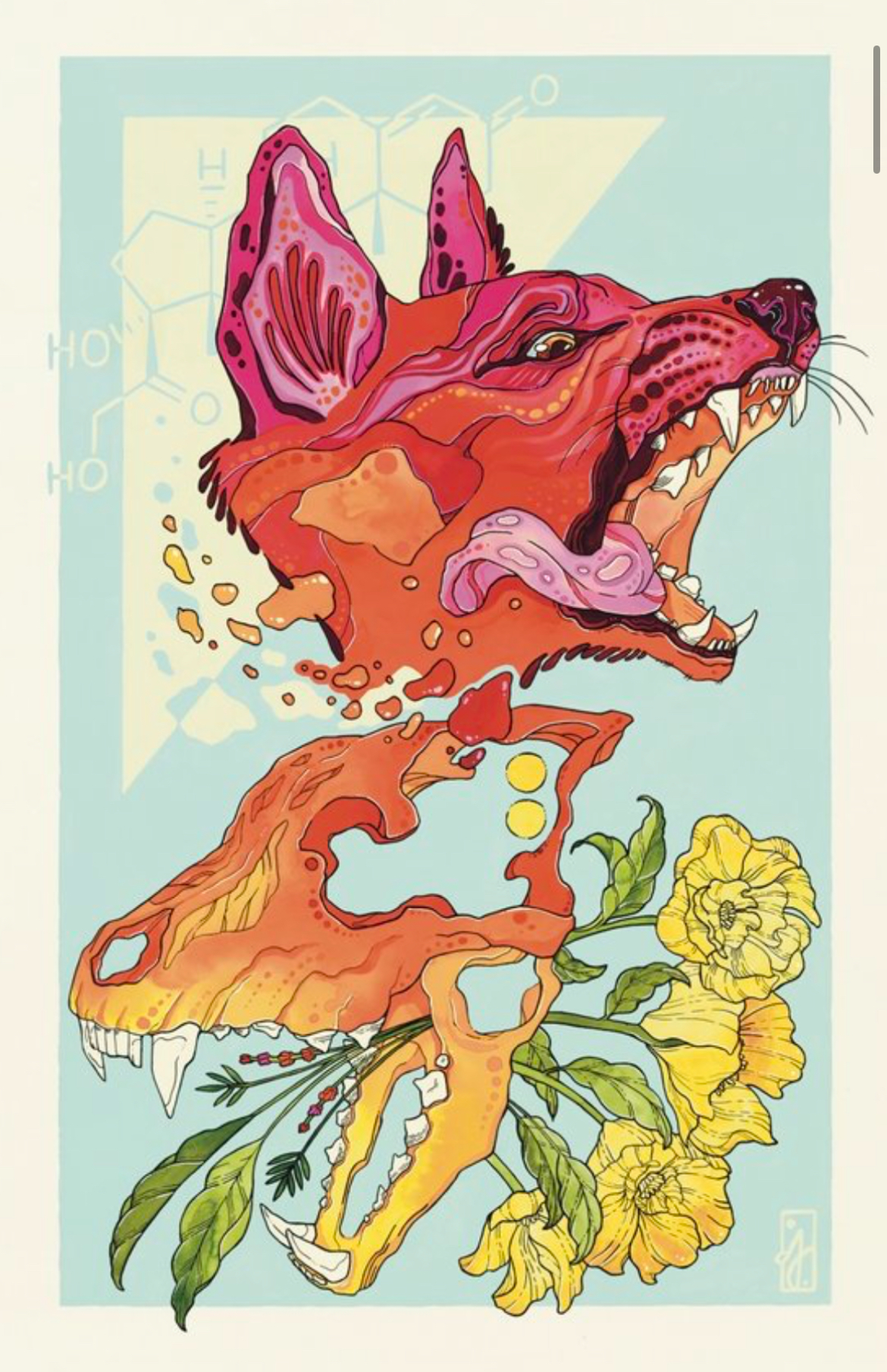 Fox & Skull