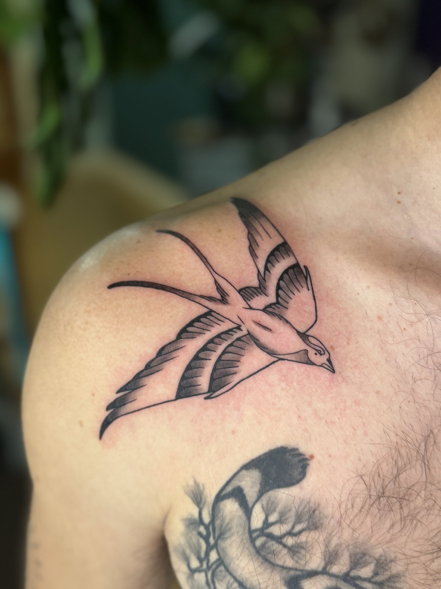 Swallow Tattoo