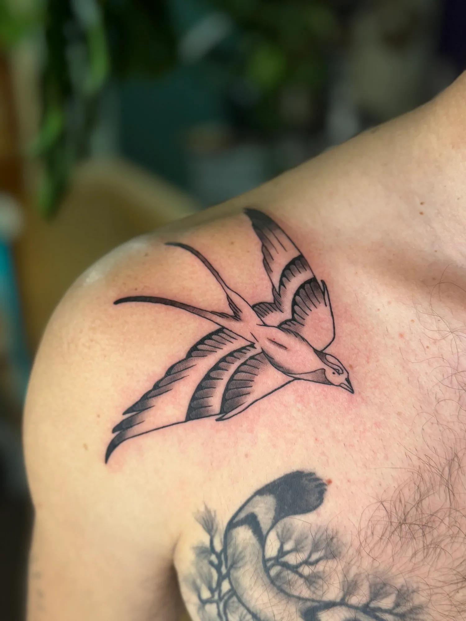 Swallow Tattoo