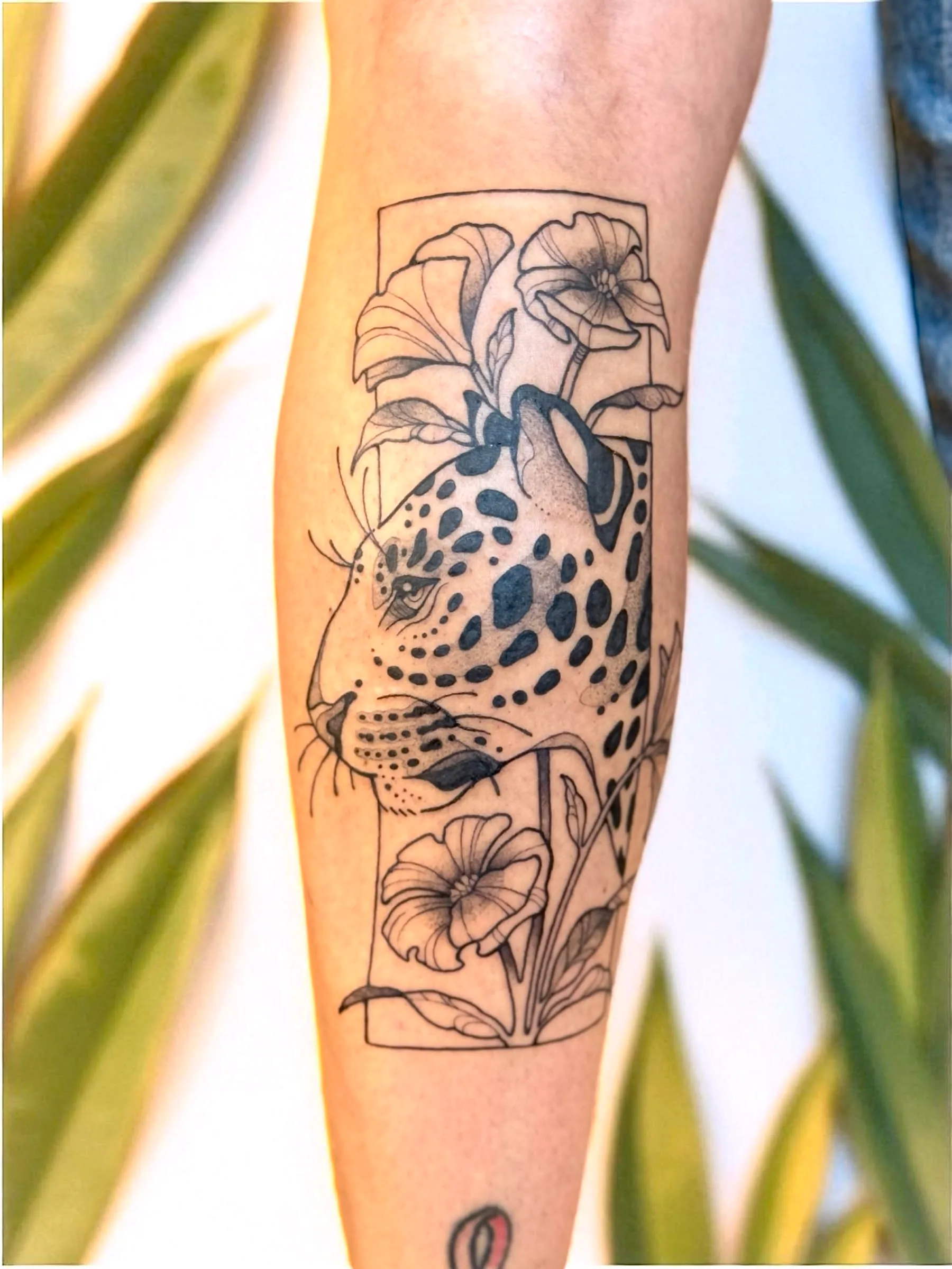 The Leopard in the Frame