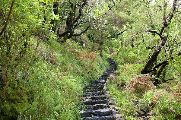 Levada Walk Madeira